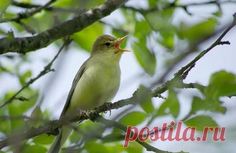 15 мая — Борис и Глеб Сеятели - Астрору