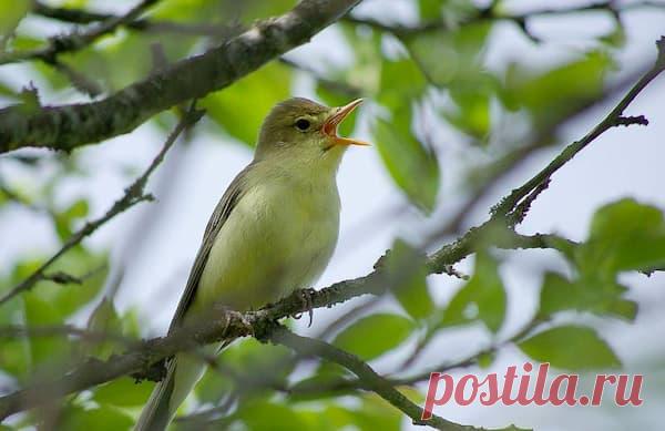 15 мая — Борис и Глеб Сеятели - Астрору