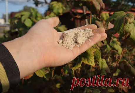 Делюсь средством, после которого пропадают паутинные, галловые и почковые клещи на смородине на 3 года.