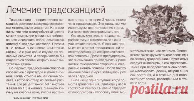 Лечение традесканцией