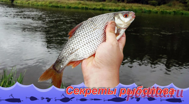 При каком давлении активно клюет плотва и карась, а при каком щука. | Блоги о даче и огороде, рецептах, красоте и правильном питании, рыбалке, ремонте и интерьере