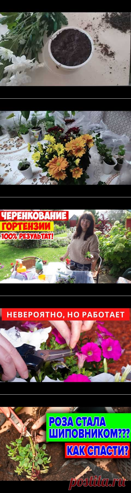 Как укоренить хризантему из букета Самый легкий способ - YouTube