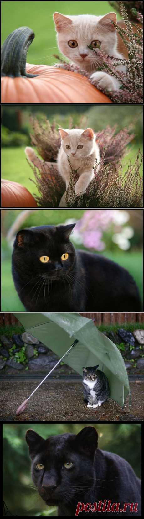 Кошки....