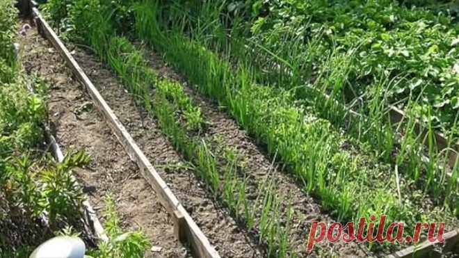 СУПЕР-ИДЕИ ДЛЯ ДАЧИ И ОГОРОДА! ГРЯДКИ И КЛУМБЫ ПО-НОВОМУ!