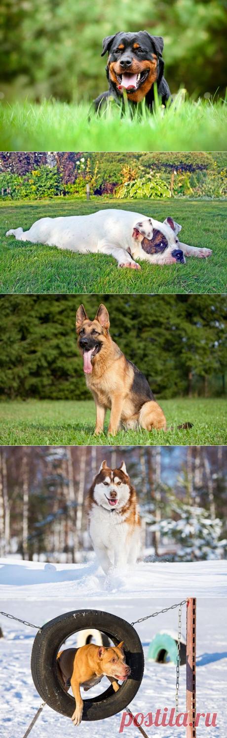 Самые недооценённые породы собак