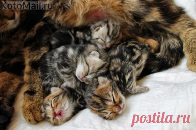 Настоящие РАДОСТИ жизни:)