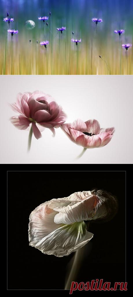 Фотограф Кристин Эллджер (Christine Ellger). Цветы.