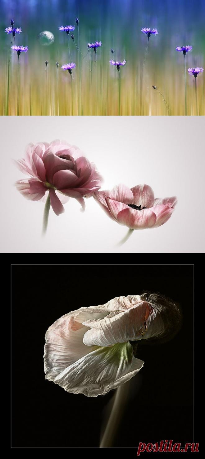 Фотограф Кристин Эллджер (Christine Ellger). Цветы.