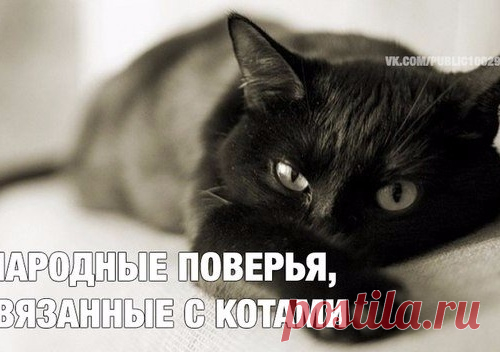 Народные поверья, связанные с котами: