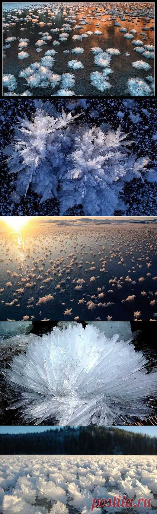 Холодные цветы / Я - суперпупер