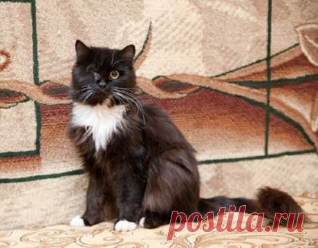 Кот, который жил сам по себе...