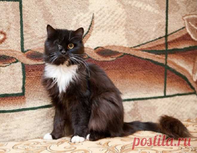 Кот, который жил сам по себе...