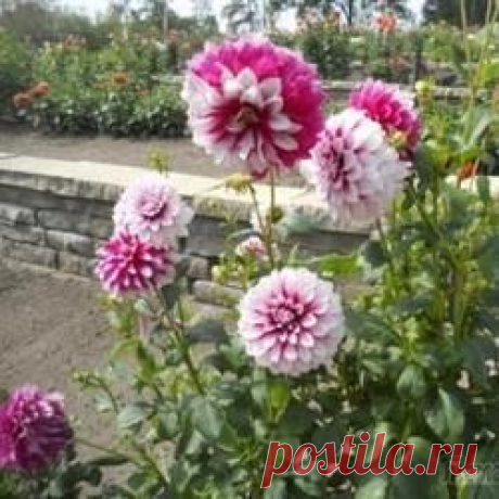 Основные хитрости посадки чеснока на зиму для получения большого урожая