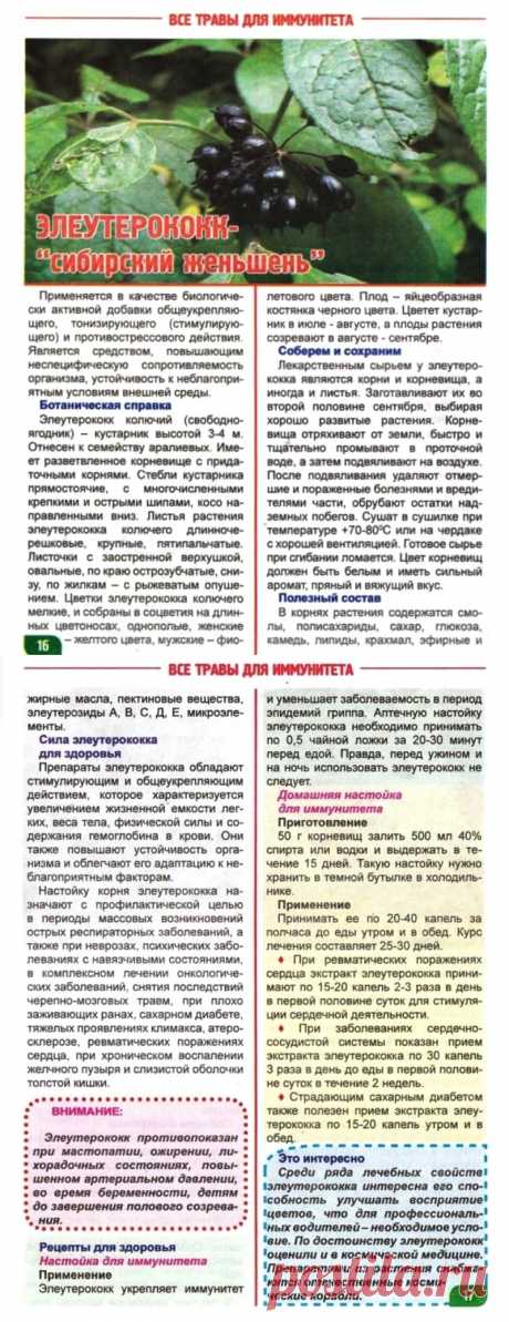 Элеутерококк - сибирский женьшень