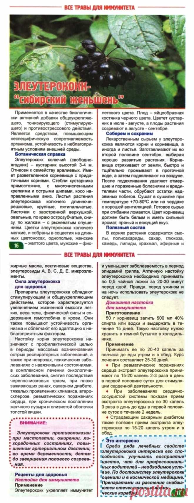 Элеутерококк - сибирский женьшень