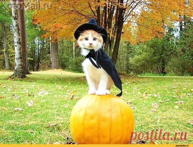 Мушкетер | KotoMail.ru