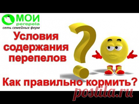 Условия содержания перепелов  Как правильно кормить?