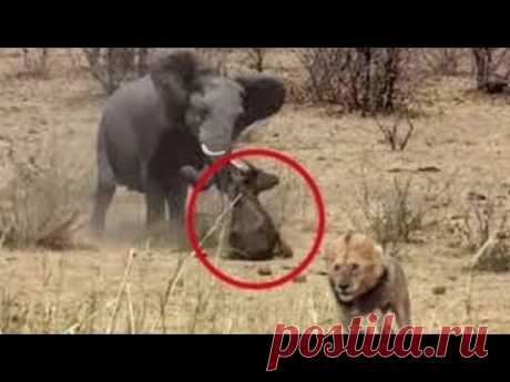 Если бы это не СНЯЛИ НА КАМЕРУ, никто бы не поверил - ЖИВОТНЫЕ СПАСАЮТ ДРУГ ДРУГА