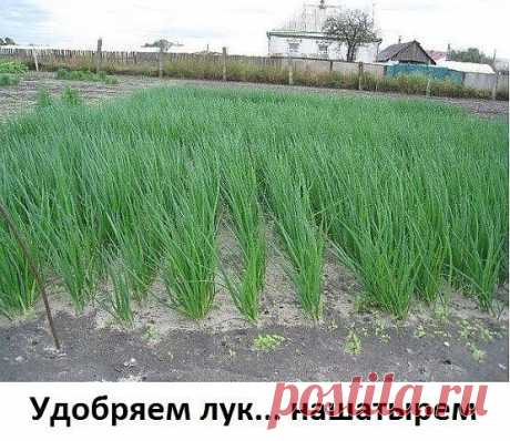 Удобряем лук... нашатырем.

Заметили, что у лука побледнели и приобрели желтоватый оттенок перышки? Это он сигналит вам, что голодает из-за нехватки азота. Помогите ему, подкормив раствором нашатырного спирта.

Разбавьте в 10-литровом ведре воды 3 ст. ложки нашатыря и вечером пролейте грядки с лучком (под корешок). Такой ядреный раствор не только подкормит, но и отпугнет луковую муху.

Природные подсказки.

- Появились серёжки на клёнах — можно сеять свеклу.
- Зацвела осин...