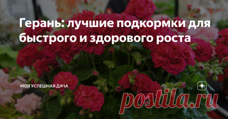 Герань: лучшие подкормки для быстрого и здорового роста Герань - известное уличное или комнатное растение. Нетребовательное в уходе, быстрорастущее растение, которое доставляет удовольствие от роскошного цветения разноцветными зонтиками продолжительное время. Чтобы поддерживать у растения прекрасный внешний вид, нужно постоянно заботиться о нем, соблюдать правила ухода. Важную роль играет в этом внесение вовремя удобрений.
Единые правила ухаживания за