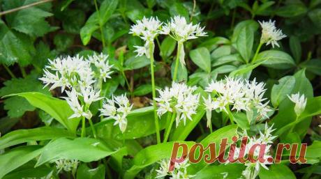 Рецепты подкормок для удобрения чеснока после схода снега :: Жизнь