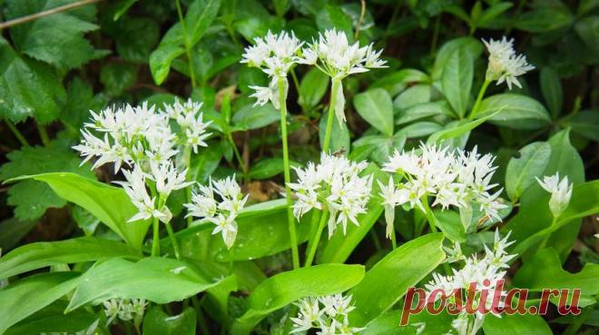 Рецепты подкормок для удобрения чеснока после схода снега :: Жизнь