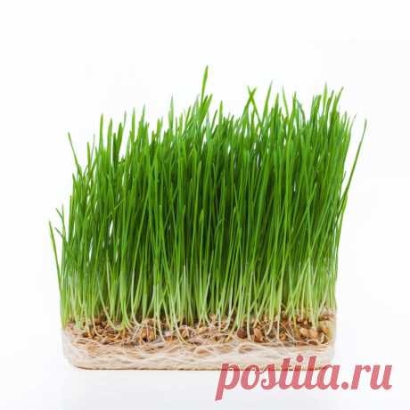 Проращивание пшеницы. Как прорастить пшеницу у себя дома.
