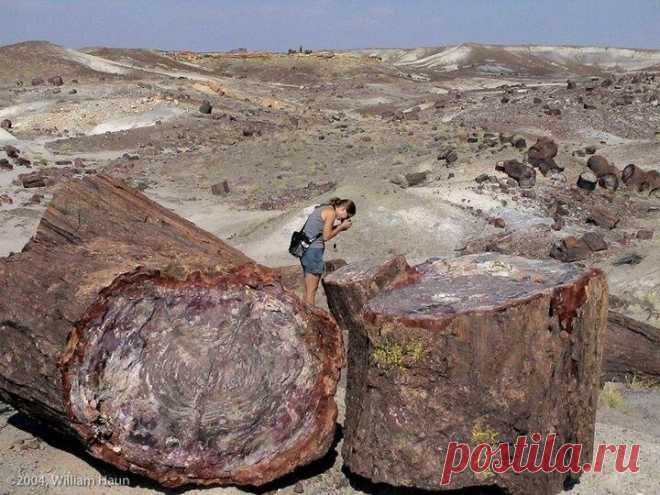 Окаменелые деревья, которым более 200 миллионов лет На фото – окаменелые деревья, которым более 200 миллионов лет. Петрифайд-Форест – национальный парк США. Хоть и называется лесом, но лес этот крайне специфический. Здесь много окаменелых деревьев. Все окаменевшие деревья лежат на земле. Они росли здесь около 225 миллионов лет назад в позднем триасовом периоде. В то время на земле все еще продолжали господствовать гигантские папоротники. Но хвойные начинают постепенно расп...