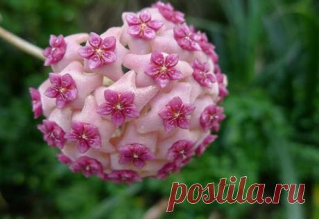 Уход и размножение хойи мясистой в домашних условиях