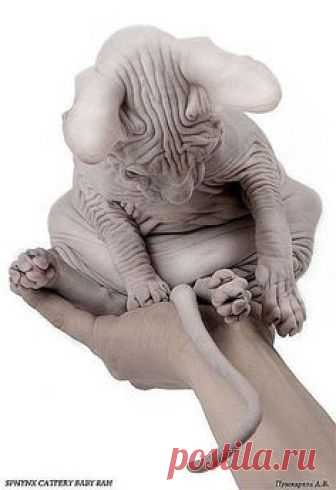 sphynx cat, if only wrinkles looked so cute on humans! #SphynxCat