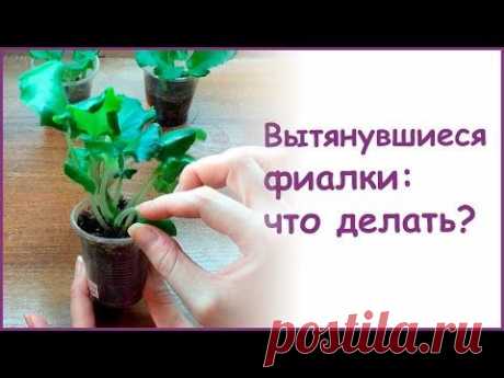 Вытянувшиеся фиалки: что делать? - YouTube