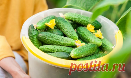 Очень простой способ вырастить огромный урожай огурцов