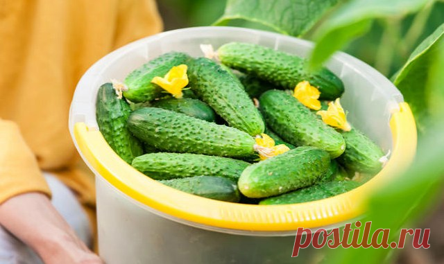 Очень простой способ вырастить огромный урожай огурцов