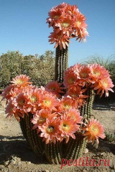 beautiful plants. I hope in my own garden I have a cactus like this.