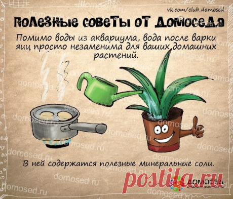 СОВЕТЫ ДОМОСЕДА