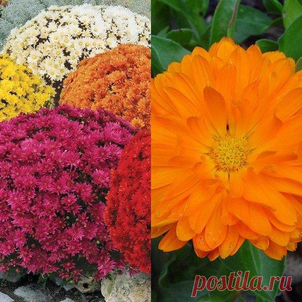 Многоликая осенняя красотка — 6 соток