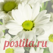 Настойки лечебных трав для очищения сосудов.    Для выведения «плохого» холестерина из организма используются ягоды  калины и рябины, плоды шиповника, настой и отвар овса, настой сушеницы  топяной, корни и надземная часть подсолнечника, корни и листья  одуванчика.       Настои и настойки лекарственных трав, применяемые для выведения  холестери...