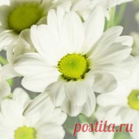 Настойки лечебных трав для очищения сосудов.    Для выведения «плохого» холестерина из организма используются ягоды  калины и рябины, плоды шиповника, настой и отвар овса, настой сушеницы  топяной, корни и надземная часть подсолнечника, корни и листья  одуванчика.       Настои и настойки лекарственных трав, применяемые для выведения  холестери...