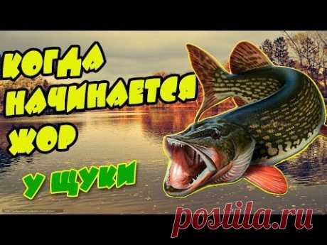 Когда начинается жор у щуки