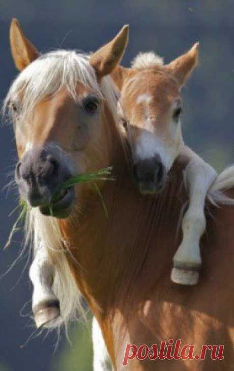 Terri McManus приколол(а) это к доске Horses