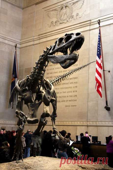 Blooloop приколол(а) это к доске Dinosaurs &amp; Other Prehistoric Animal…