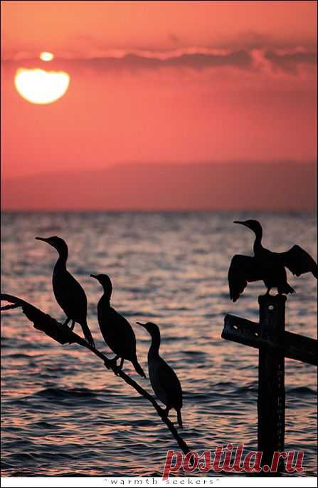A Good Thing Happened, warmth seekers by ~inner-light
