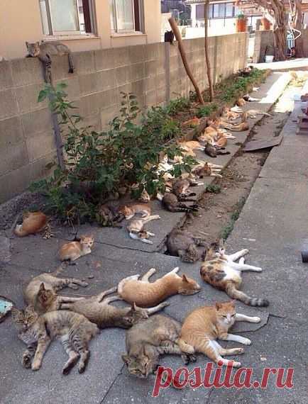 Кошачий город