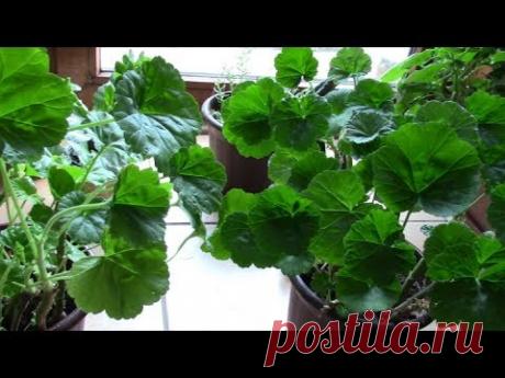 Как сформировать кустики пеларгоний весной для хорошего цветения!?