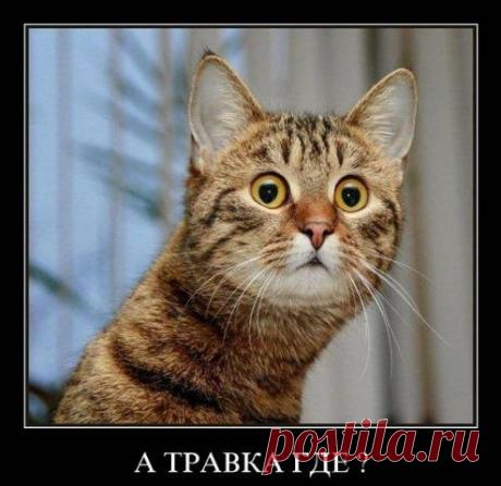 котэ - Поиск в Google