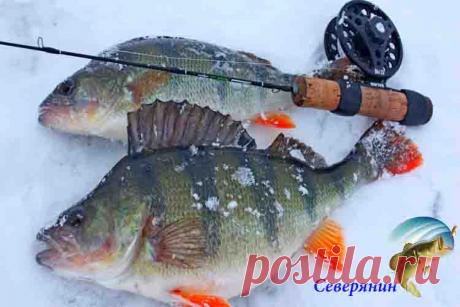 Настоящая рыбалка зимой это ловля крупного окуня Для того чтобы поймать этого хищника, необходимо обладать определенными навыками и знаниями. Конечно, можно поймать эту рыбу, не умея рыбачить. Но это называется везением или просто случайностью. Н…