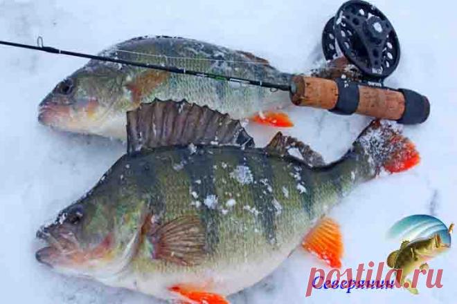 Настоящая рыбалка зимой это ловля крупного окуня Для того чтобы поймать этого хищника, необходимо обладать определенными навыками и знаниями. Конечно, можно поймать эту рыбу, не умея рыбачить. Но это называется везением или просто случайностью. Н…