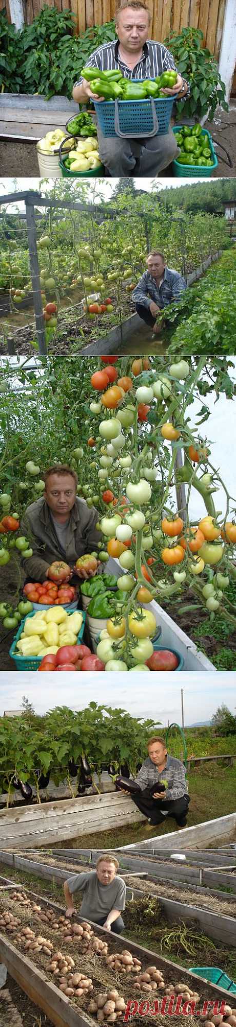 Удивительный огород Игоря Лядова.