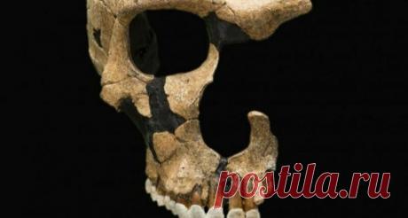 Почему из всех видов человека выжил только один: массовое истребление | Популярная механика | Яндекс Дзен