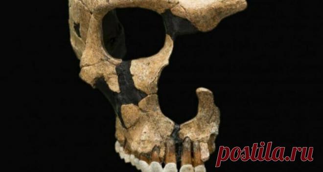 Почему из всех видов человека выжил только один: массовое истребление | Популярная механика | Яндекс Дзен